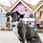 petshome_max-molly-smart-id-collar-design-magical-xs-4.webp