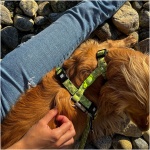 petshome_max-molly-h-harness-design-kiwi-xs-5.webp