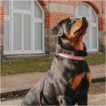 petshome_max-molly-h-harness-design-retro-pink-xs-5.webp