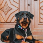 petshome_max-molly-h-harness-design-retro-pink-xs-5.webp