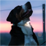 petshome_max-molly-matrix-ultra-led-safety-light-sky-blue-5.webp