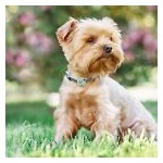 petshome_max-molly-mini-pets-protection-tag-for-small-dogs-cats-4.jpg