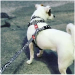 petshome_max-molly-multi-function-leash-design-zebra-l-4.jpg