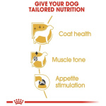 petshome_royal-canin-poodle-adult-wet-dog-food-85g-7.jpg