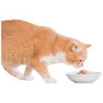 petshome_schesir-tuna-with-algae-in-jelly-wet-cat-food-85g-5.jpg