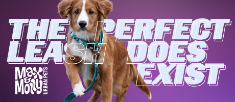 Homepage 11 perfect leash1
